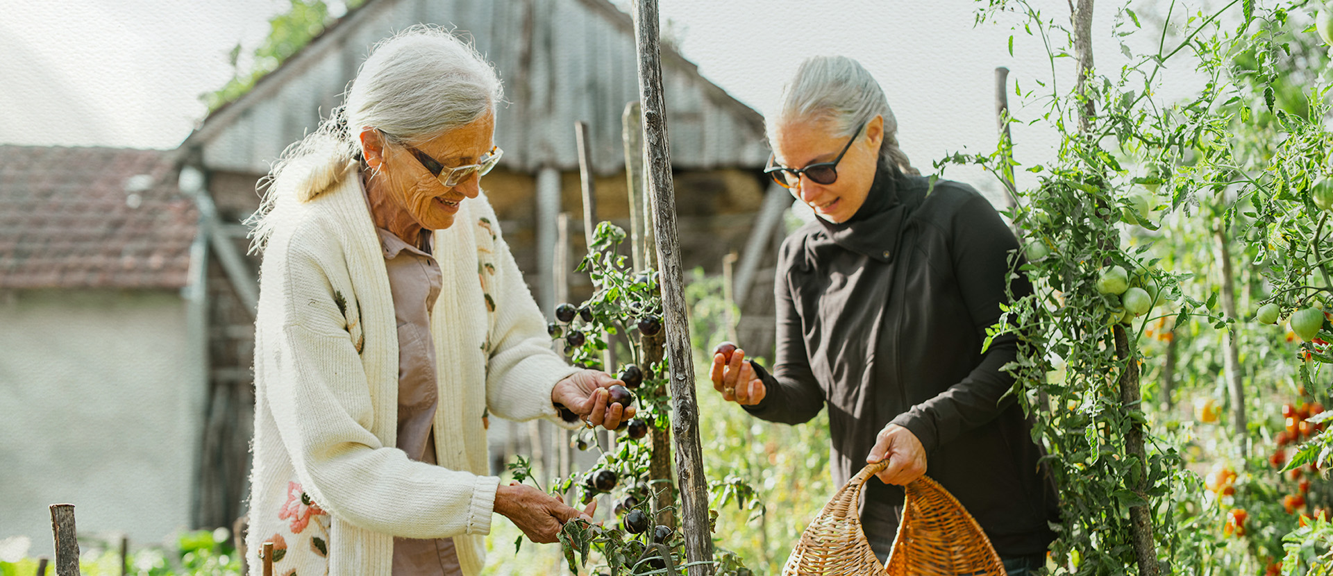two seniors picking produce at a farm