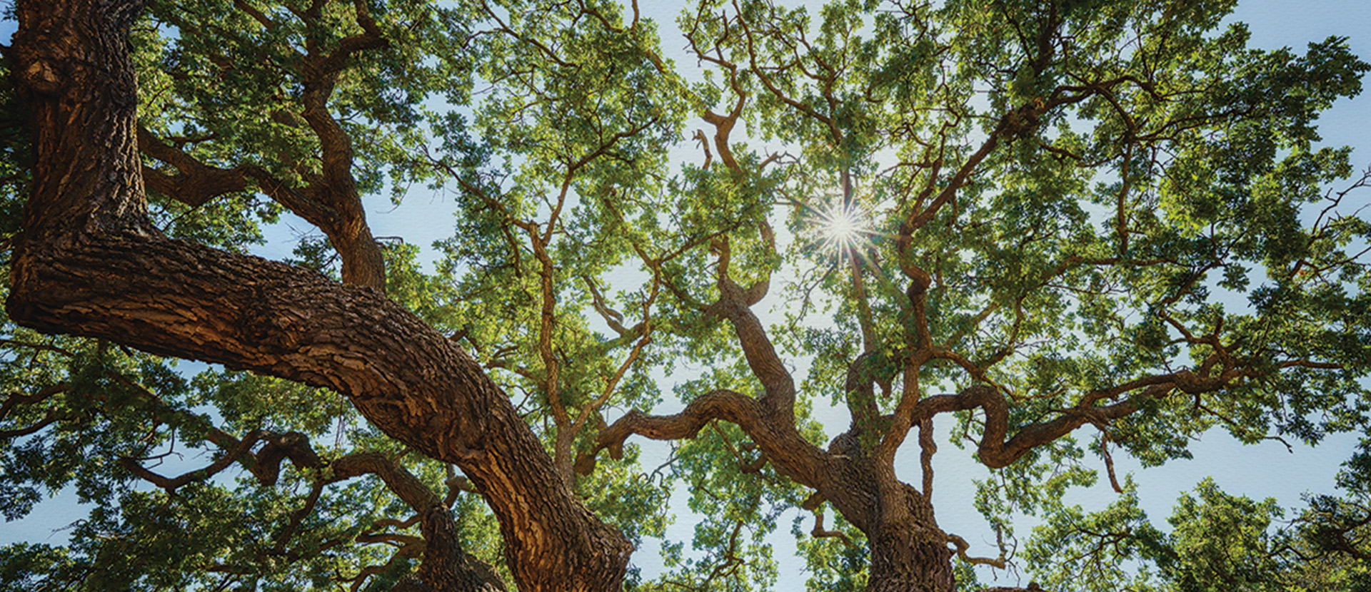 picture of sun and sky peeking through tree branches